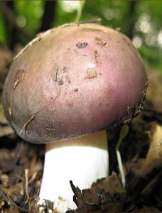 Holubinka namodralá - Russula cyanoxantha