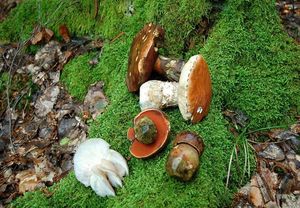 Klikni pro velký obrázek