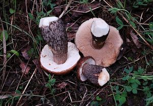 Klikni pro velký obrázek