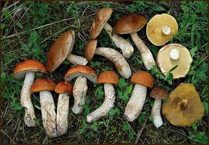 Klikni pro velký obrázek