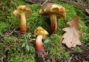 Klikni pro velký obrázek