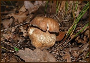 Klikni pro velký obrázek