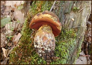 Klikni pro velký obrázek