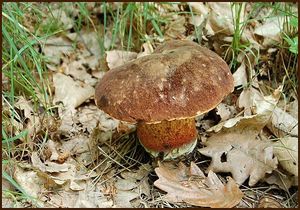 Klikni pro velký obrázek