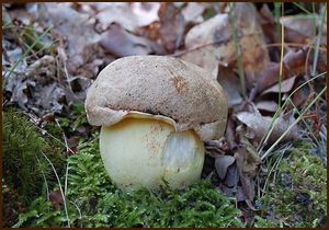 Klikni pro velký obrázek