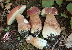 Klikni pro velký obrázek