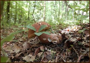 Klikni pro velký obrázek