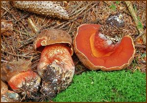 Klikni pro velký obrázek