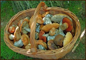 Klikni pro velký obrázek