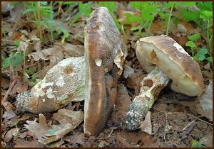 Klikni pro velký obrázek