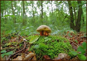 Klikni pro velký obrázek