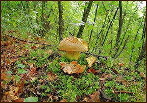 Klikni pro velký obrázek