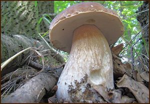 Klikni pro velký obrázek