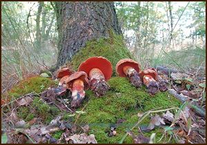 Klikni pro velký obrázek