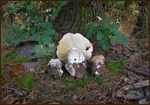 Klikni pro velký obrázek