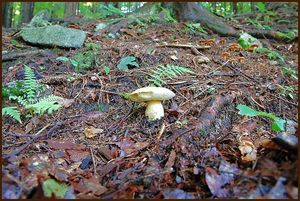 Klikni pro velký obrázek