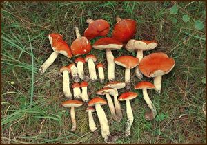 Klikni pro velký obrázek