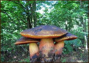 Klikni pro velký obrázek