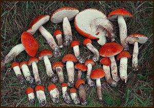 Klikni pro velký obrázek