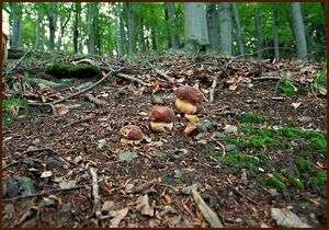 Klikni pro velký obrázek