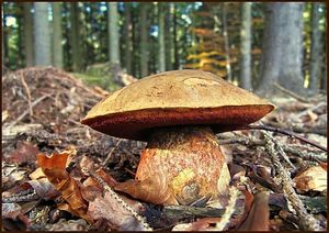 Klikni pro velký obrázek