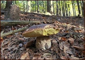 Klikni pro velký obrázek