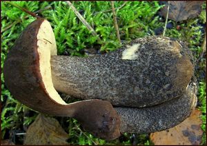 Klikni pro velký obrázek