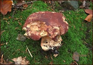 Klikni pro velký obrázek