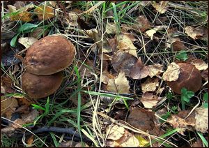 Klikni pro velký obrázek