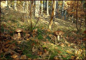 Klikni pro velký obrázek