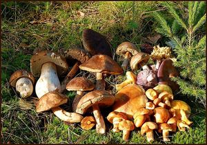 Klikni pro velký obrázek