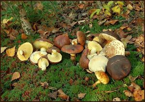 Klikni pro velký obrázek