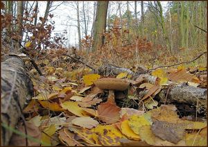 Klikni pro velký obrázek