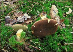 Klikni pro velký obrázek