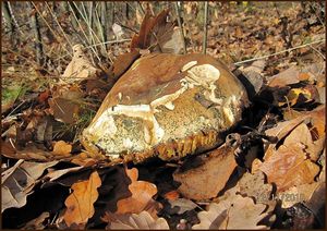 Klikni pro velký obrázek