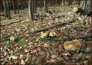 Klikni pro velký obrázek