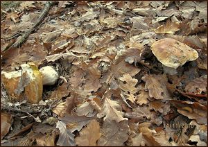 Klikni pro velký obrázek