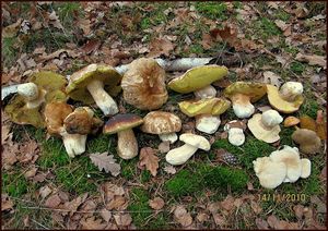 Klikni pro velký obrázek