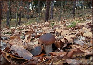 Klikni pro velký obrázek