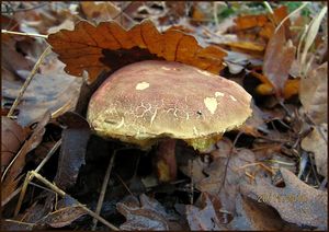 Klikni pro velký obrázek