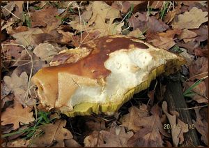 Klikni pro velký obrázek