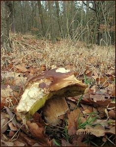 Klikni pro velký obrázek