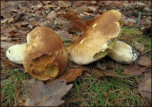 Klikni pro velký obrázek