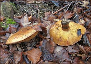 Klikni pro velký obrázek