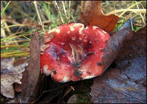 Klikni pro velký obrázek