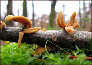 Klikni pro velký obrázek