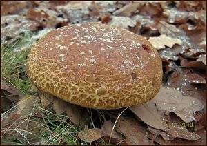 Klikni pro velký obrázek