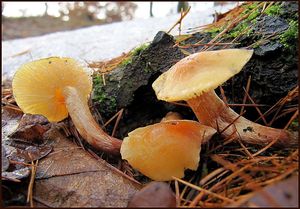 Klikni pro velký obrázek