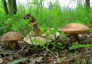 Klikni pro velký obrázek