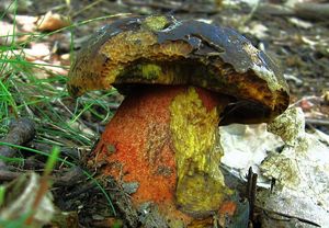 Klikni pro velký obrázek